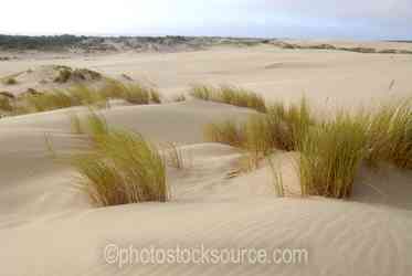 Oregon Sand Dunes gallery