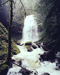 Willamette River Waterfalls gallery