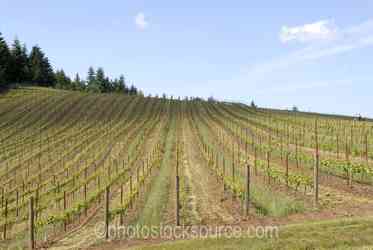 Oregon Wineries gallery