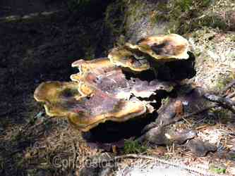 Mushrooms gallery
